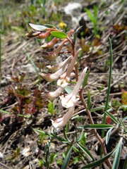 Corydalis ruksansii