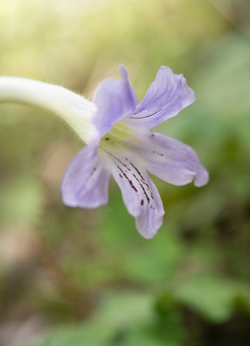 Streptocarpus gardenii, photograph 4