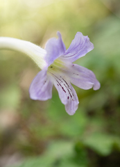 Streptocarpus gardenii, photograph (c) Morten Ross, some rights reserved (CC BY)