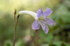 Streptocarpus gardenii, photograph (c) Morten Ross, some rights reserved (CC BY)