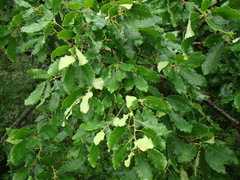 Quercus canariensis