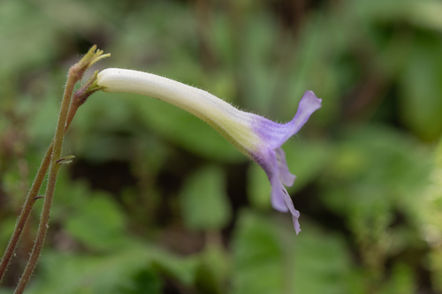 Streptocarpus gardenii, photograph 6