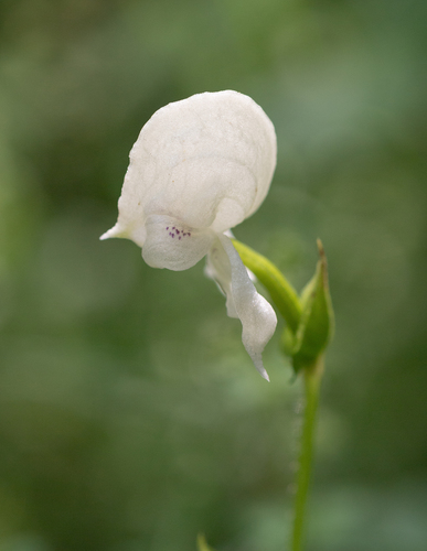 Fanny Kappie (Disperis fanniniae)