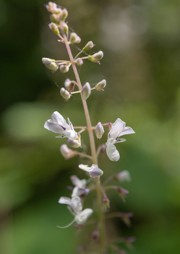 Drakensberg Spurflower (Plectranthus grallatus)