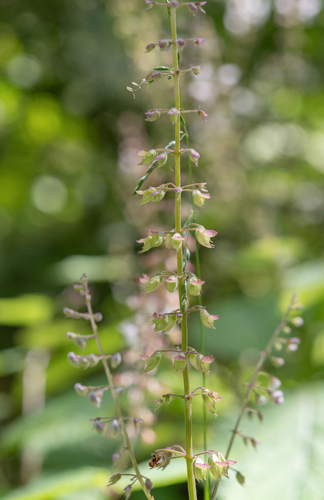 Plectranthus grallatus, photograph 4