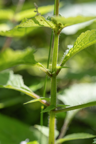 Plectranthus grallatus, photograph 5