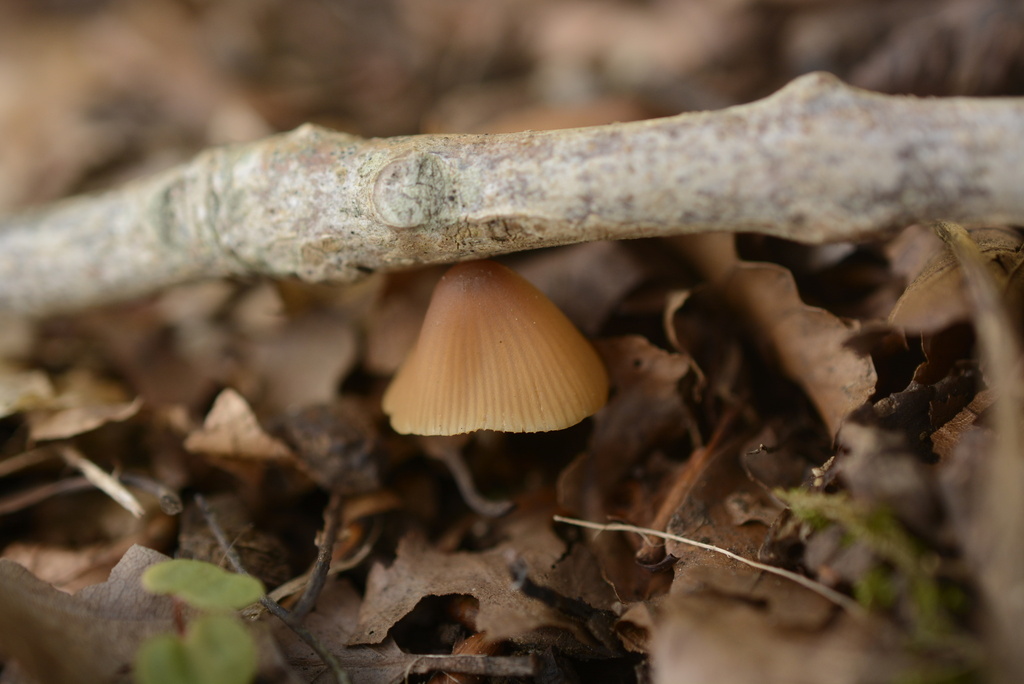 Conocybe · March 2026 · photo: © cryptomarasmius (iNaturalist, cc-by)
