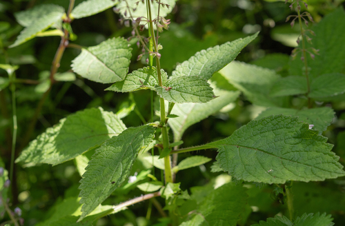 Plectranthus grallatus, photograph 6