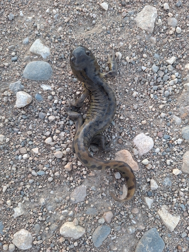 Western Tiger Salamander