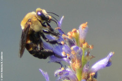 Ptilothrix bombiformis