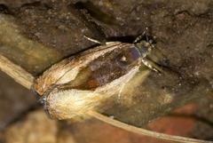Olethreutes clavana