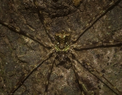 Neopantopsalis pentheter