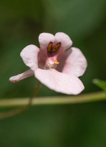 Diascia cordata, photograph 1