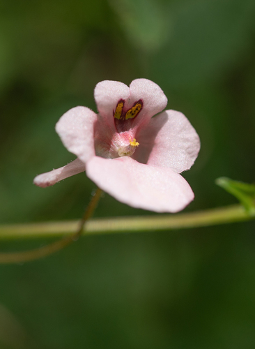 Diascia cordata, photograph 2