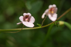 Diascia cordata, photograph (c) Morten Ross, some rights reserved (CC BY)