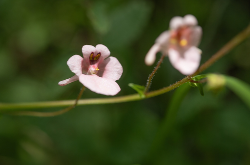 Diascia cordata, photograph 4