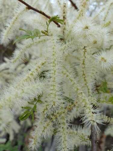 Jurema (Mimosa tenuiflora)