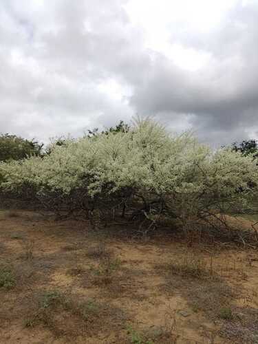 Mimosa tenuiflora, photograph 6