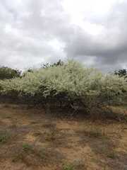Mimosa tenuiflora, photograph (c) Anilton Junior, some rights reserved (CC BY)