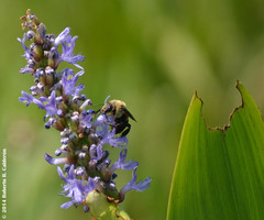 Ptilothrix bombiformis