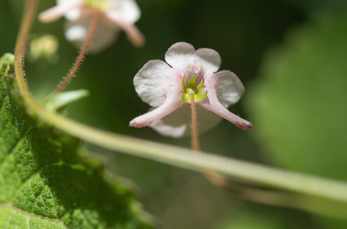 Diascia cordata, photograph 5