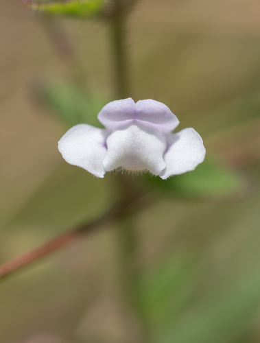 White bergmint (Killickia pilosa)