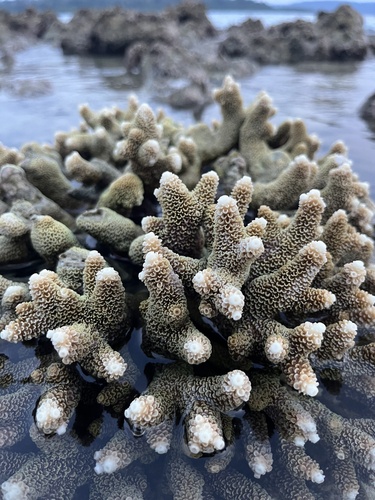 Acropora aspera observed 2026-01-22