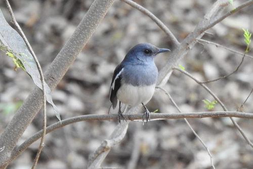 Oriental Magpie-Robin (Copsychus saularis), photo 9