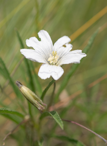 Monsonia attenuata