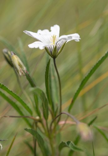 Monsonia attenuata