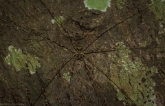 Neopantopsalis pentheter