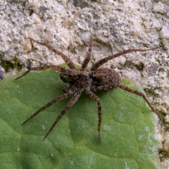 Pardosa