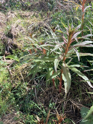 Chamaenerion angustifolium