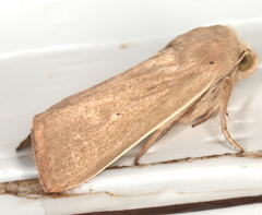 Leucania abdominalis