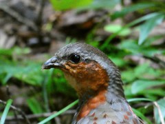 Bambusicola thoracicus