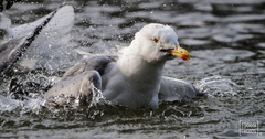 Larus michahellis michahellis