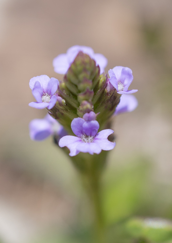 false verbena (Buchnera simplex)