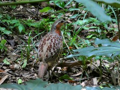 Bambusicola thoracicus