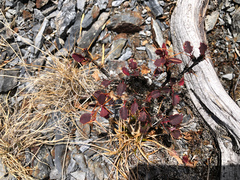 Berberis morrisonensis