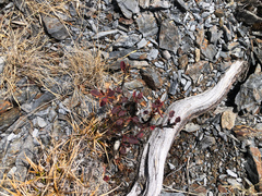 Berberis morrisonensis