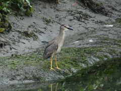 Nycticorax nycticorax