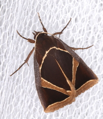 Agamana conjungens