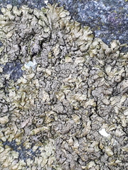 Xanthoparmelia pulla