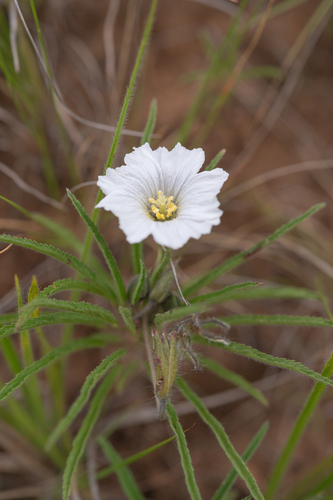 Tattooed Dysentry-Herb (Monsonia attenuata)