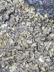 Xanthoparmelia pulla