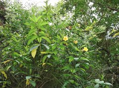 Allamanda schottii