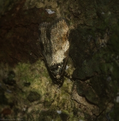 Barea bryochroa