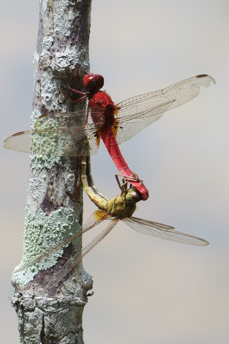 Scarlet Skimmer, photo 5 of 10