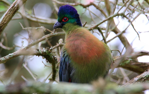 Southern Purple-crested Turaco