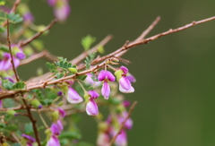 Ormocarpum trichocarpum